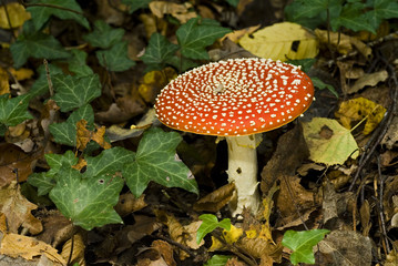 Amanita muscaria / Amanite tue mouches