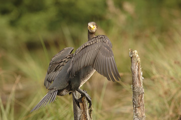 Phalacrocorax carbo / Grand cormoran