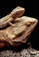 Pogona vitticeps / Agame Barbu