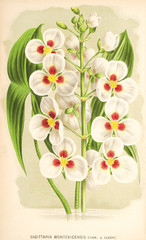 Illustration botanique / Sagittaria montevidensis / Sagittaire d'Argentine