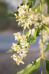 Neem Flower on tree
