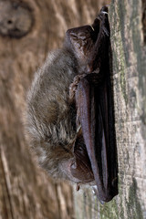 Plecotus auritus / Oreillard commun