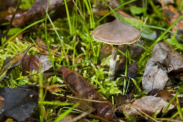 Cortinarius decipiens / Cortinaire trompeur