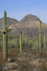 Fototapeta na wymiar Carnegiea gigantea / Saguaro