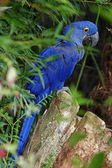 Anodorhynchus hyacinthinus / Ara hyacinthe