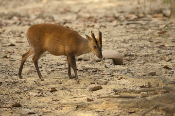 Muntiacus muntjak / Cerf aboyeur / Muntjac indien