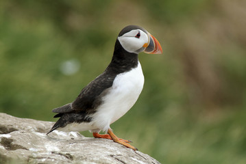 Fratercula arctica / Macareux moine / Puffin