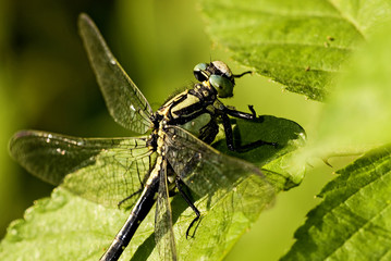 Gomphus vulgatissimus / Gomphe très commun