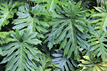 Philodendrum selloum / Philodendron