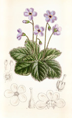 Illustration botanique Ramondie des Pyrénéess