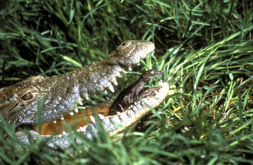 Crocodylus niloticus / Crocodile du Nil