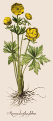 Illustration  botanique / Trollius europaeus / Trolle d'Europe