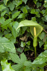 Arum italicum / Gouet d'Italie / Arum d'Italie