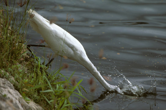 Casmerodius Albus  / Grande Aigrette