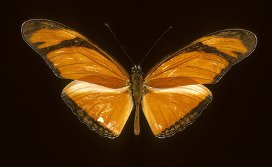 Dryas iulia / Julia