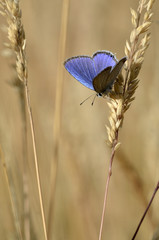 Everes argiades / Azuré du trèfle / Mâle