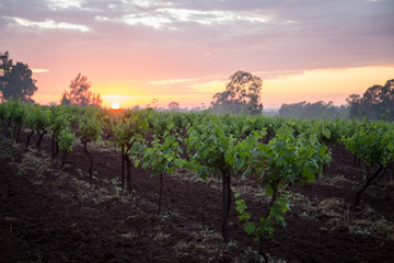 Fototapeta premium Sunrise across a vineyard