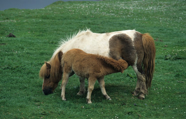 Poney des Shetland
