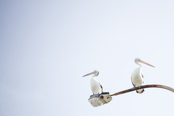 Pelicans on a street light