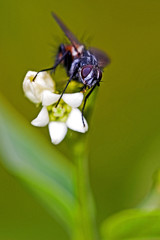 Eriothrix rufomaculatus / Eriothrix à taches rousses