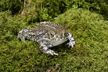 Bufo calamita / Crapaud calamite