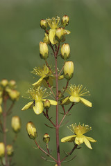 Hypericum hyssopifolium / Millepertuis à feuilles d'hysope