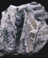 Fossile / Taenoptieris multinervis / Fougère