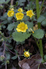 Potentilla neumanniana / Potentille de printemps