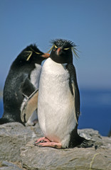 Eudyptes sclateri / Gorfou huppé / Gorfou de Sclater