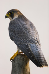 Falco peregrinus / Faucon pèlerin