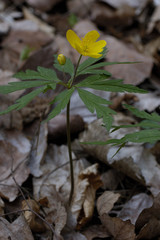 Ranunculus acris ssp. acris / Renoncule âcre / Bouton d'or