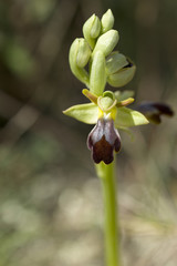 Ophrys fusca / Ophrys brun