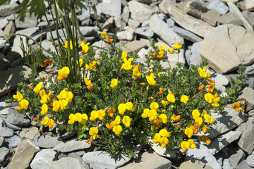 Lotus corniculatus / Lotier corniculé