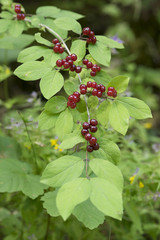 Lonicera xylosteum / Chèvrefeuille des haies