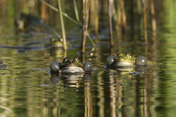 Rana esculenta / Grenouille verte