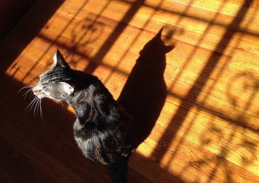 Hauskatze und ihr Schatten in einem Innenraum mit Holzfussboden