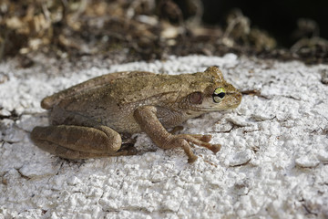 Hypsiboas alboguttata / Rainette