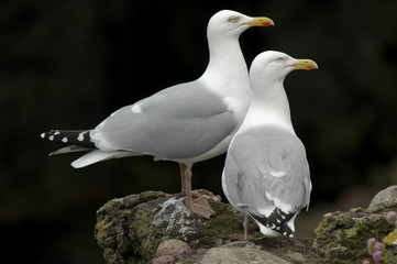 Larus argentatus / Goéland argenté