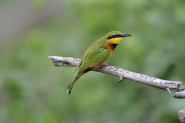 Merops pusillus / Guêpier nain