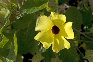 Thunbergia alata / Thunbergie ailée
