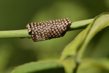 Punaise sp. / Ponte / Oeuf