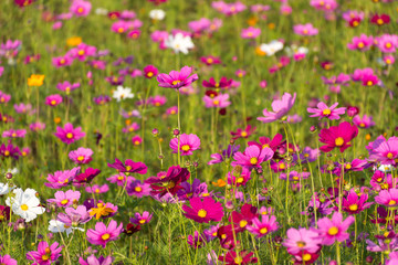 Champ de cosmos