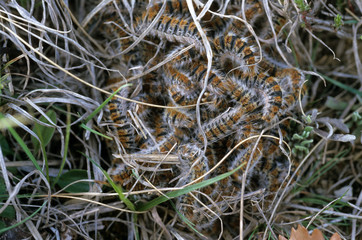 Thaumetopoea processionea / Chenille processionnaire