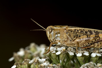 Oedipoda germanica / Oedipode rouge