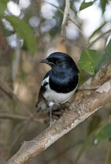 Copsychus albospecularis inexpectatus / Dyal malgache