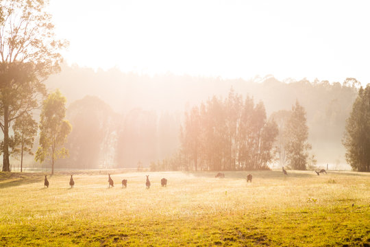 Kangaroos feeding at sunrise