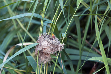Acrocephalus scirpaceus / Rousserolle effarvatte