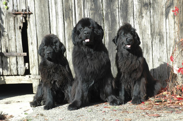 Chien / race Terre-Neuve