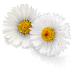 Fototapeta premium Beautiful daisy flowers isolated on white background cutout