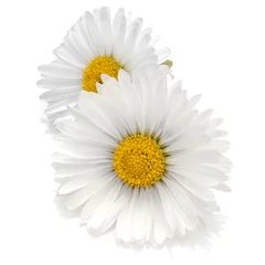 Foto auf Acrylglas Gänseblümchen Beautiful daisy flowers isolated on white background cutout